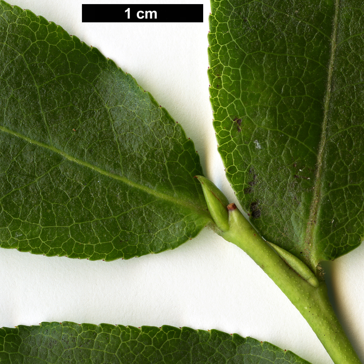 High resolution image: Family: Ericaceae - Genus: Vaccinium - Taxon: padifolium
